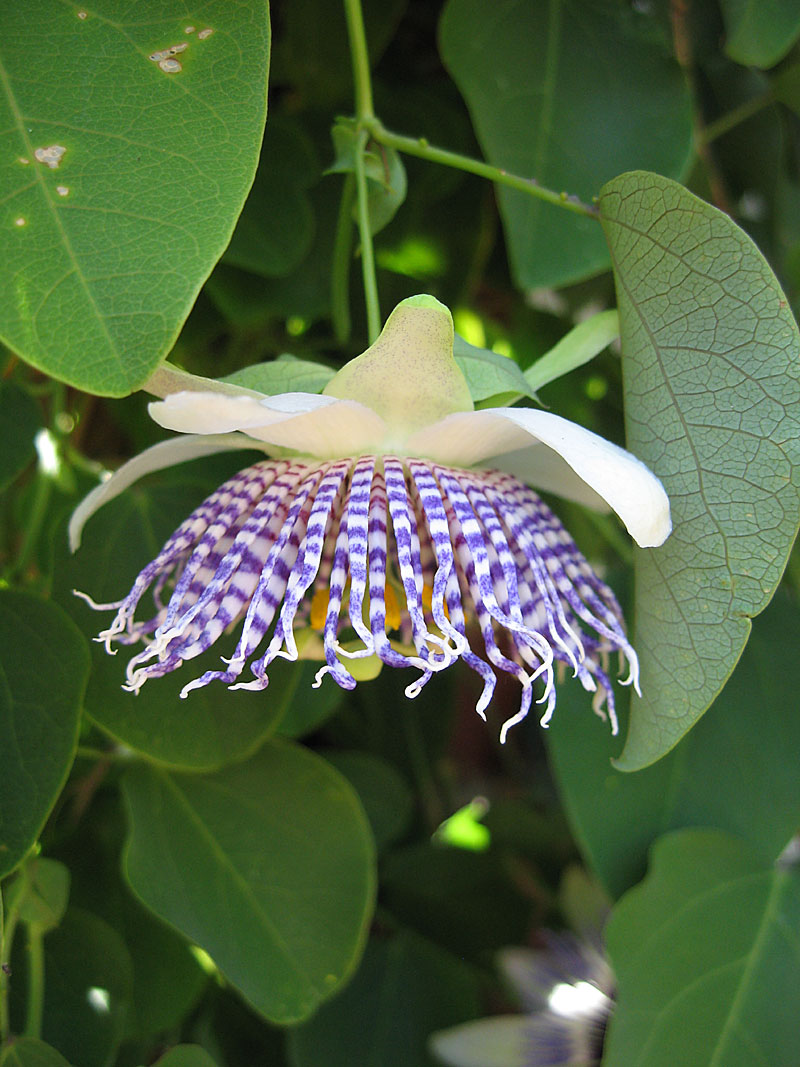Passiflora actinia